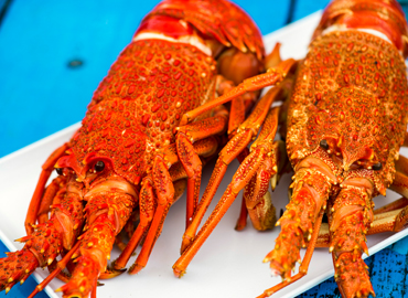 Crayfish, Freycinet Marine Farm by Tourism Tasmania & Rob Burnett
